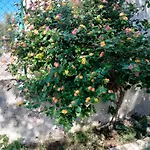 Bed & Breakfast La Torre Antica Foce Varano